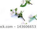 Top view blooming quince branches on white backdrop 143606653