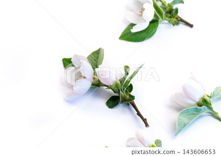 Top view blooming quince branches on white backdrop 143606653