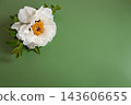 Beautiful white peony blossom and green background with space 143606655