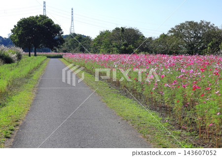 Cosmos Festival / Kinugawa Green Park Cosmos Festival / Kinugawa Green Park 143607052