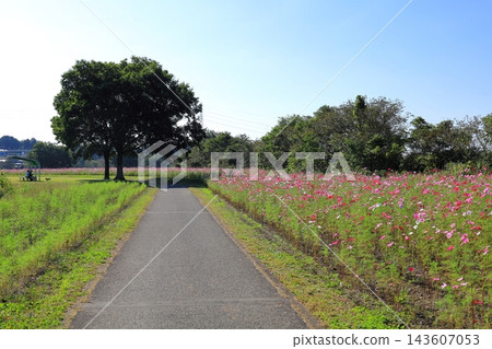 Cosmos Festival / Kinugawa Green Park Cosmos Festival / Kinugawa Green Park 143607053