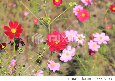 Cosmos Festival / Kinugawa Green Park Cosmos Festival / Kinugawa Green Park 143607055