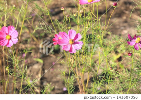 Cosmos Festival / Kinugawa Green Park Cosmos Festival / Kinugawa Green Park 143607056