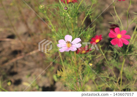 Cosmos Festival / Kinugawa Green Park Cosmos Festival / Kinugawa Green Park 143607057