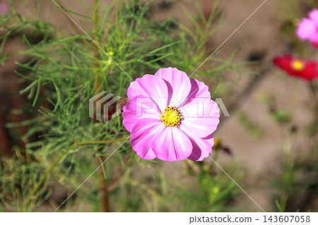 Cosmos Festival / Kinugawa Green Park Cosmos Festival / Kinugawa Green Park 143607058