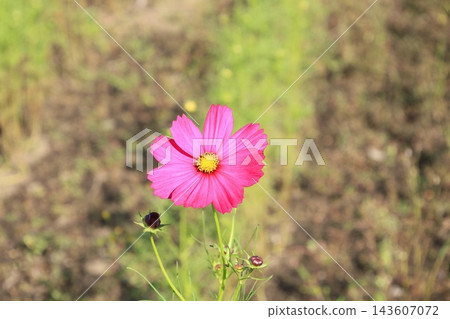 Cosmos / Kinugawa Green Park Cosmos / Kinugawa Green Park 143607072