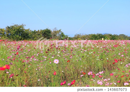 Cosmos Festival / Kinugawa Green Park 143607073