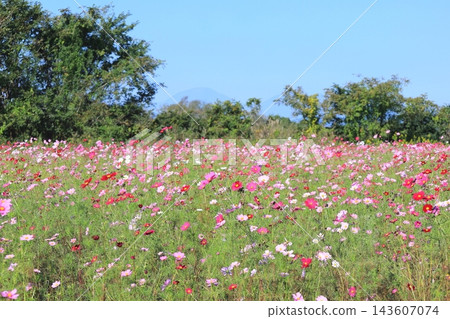 Cosmos Festival / Kinugawa Green Park 143607074