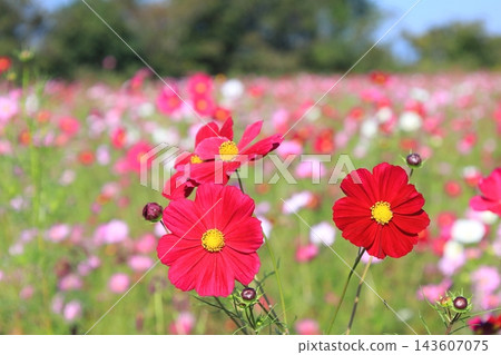 Cosmos Festival / Kinugawa Green Park Cosmos Festival / Kinugawa Green Park 143607075