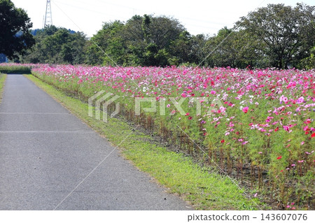 Cosmos Festival / Kinugawa Green Park 143607076