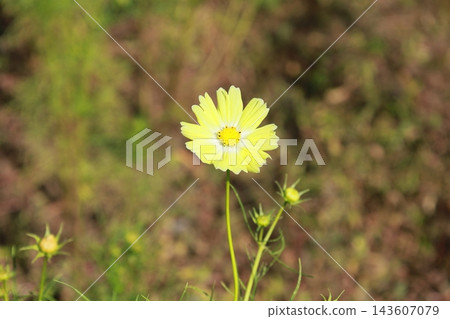 Yellow cosmos flowers / Kinugawa Green Park Yellow cosmos flowers / Kinugawa Green Park 143607079