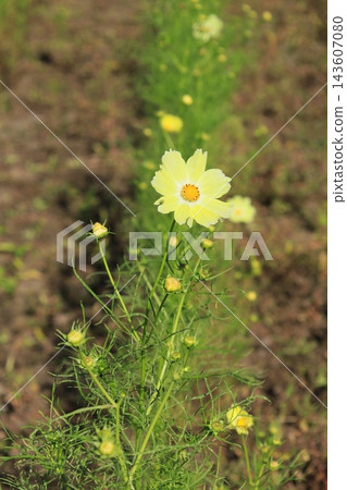Yellow cosmos flowers / Kinugawa Green Park Yellow cosmos flowers / Kinugawa Green Park 143607080