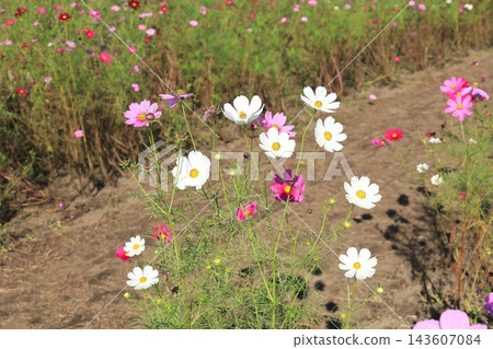 Cosmos Festival / Kinugawa Green Park Cosmos Festival / Kinugawa Green Park 143607084