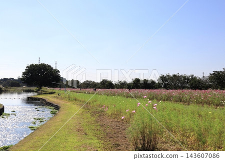 Cosmos Festival / Kinugawa Green Park Cosmos Festival / Kinugawa Green Park 143607086