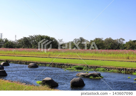 Cosmos Festival / Kinugawa Green Park Cosmos Festival / Kinugawa Green Park 143607090