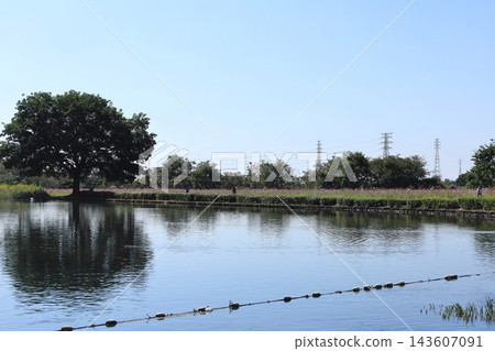 Cosmos Festival / Kinugawa Green Park 143607091