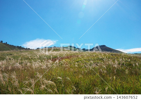 Japanese pampas grass in the blue sky and Soni plateau Japanese pampas grass in the blue sky and Soni plateau 143607652