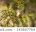 Sparrow bird perching on green thuja cedar branch 143607764