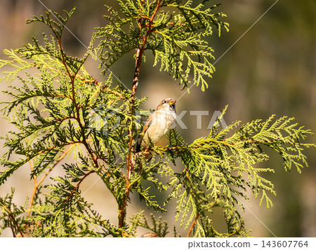Sparrow bird perching on green thuja cedar branch Sparrow bird perching on green thuja cedar branch 143607764