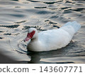 White muscovy duck swimming on tranquil water 143607771
