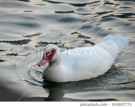 White muscovy duck swimming on tranquil water White muscovy duck swimming on tranquil water 143607771