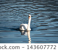 White mute swan swimming on blue lake water 143607772