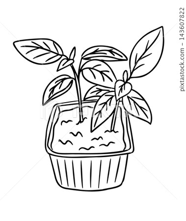 Bell pepper sprout illustration with leafy stems growing in a textured gardening pot, black outline botanical drawing on a white background for coloring 143607822