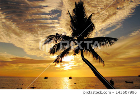 silhouette palm tree on the beach silhouette palm tree on the beach 143607996