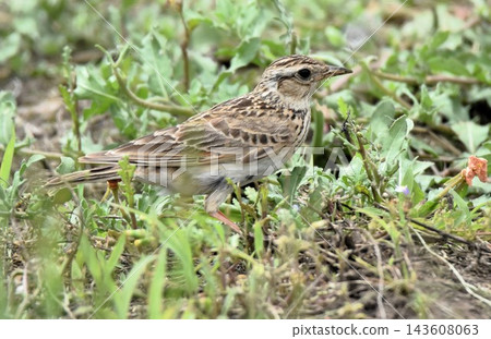 A lark that fell to the ground A lark that fell to the ground 143608063