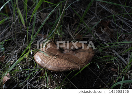Brown fungus growing on forest floor among green grass and dried leaves Brown fungus growing on forest floor among green grass and dried leaves 143608166