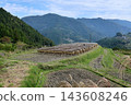 Eight terraced rice fields, rice drying racks, Otoyo Town, Kochi Prefecture 143608246