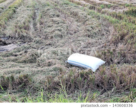 One white rice sack rests on the ground in a harvested paddy field, surrounded by dried rice stalks. One white rice sack rests on the ground in a harvested paddy field, surrounded by dried rice stalks. 143608336