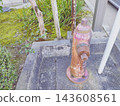 An old fire hydrant, rusty and with peeling paint. 143608561