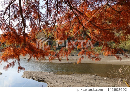 The orange metasequoia trees, their branches stretching towards the water's edge, are translucent in the warm sunlight. The orange metasequoia trees, their branches stretching towards the water's edge, are translucent in the warm sunlight. 143608692