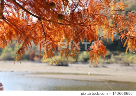 The orange metasequoia trees, their branches stretching towards the water's edge, are translucent in the warm sunlight. The orange metasequoia trees, their branches stretching towards the water's edge, are translucent in the warm sunlight. 143608693