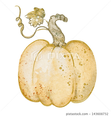 Pumpkin Watercolor Illustration Pumpkin Watercolor Illustration 143608732