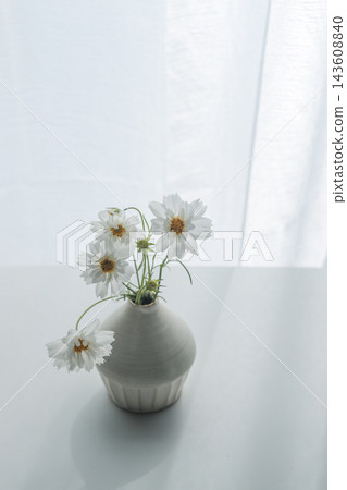 White double-flowered cosmos and a vase displayed in a bright windowsill. White double-flowered cosmos and a vase displayed in a bright windowsill. 143608840