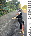 Walking Black Shiba 143608841
