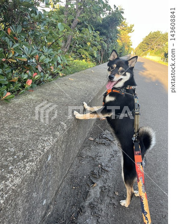 Walking Black Shiba 143608841