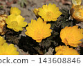 Flower of Fukujou 143608846