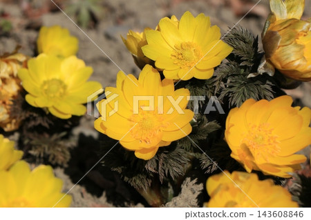 Fukujou之花 Fukujou之花 143608846