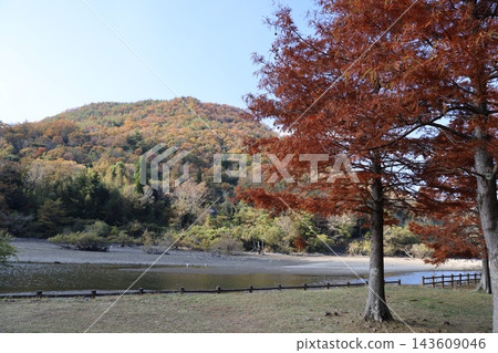 美麗的磚紅色水杉樹矗立在秋色絢麗的山巒和寧靜的湖畔之間。 143609046