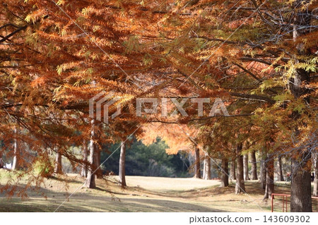 The soft autumn sunlight pours down on the lawn, creating a grove of orange metasequoia trees and a quiet walking path. The soft autumn sunlight pours down on the lawn, creating a grove of orange metasequoia trees and a quiet walking path. 143609302