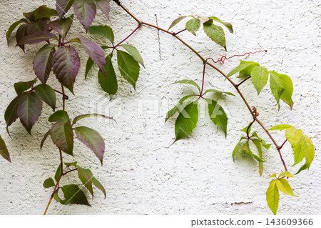 Climbing vine with green and purple leaves trailing across a white wall Climbing vine with green and purple leaves trailing across a white wall 143609366