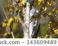 Black-faced bunting perched on a branch 143609489