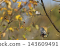 A tit perched on a branch 143609491