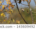 A tit perched on a branch 143609492