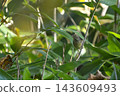 Aoji 143609493