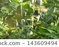 A flying yellow bunting 143609494