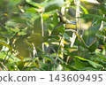 A flying yellow bunting 143609495